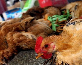 上海暂停活禽交易 关闭所有活禽交易市场