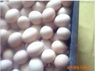 【【质量保证 来电订购】供应多种高质量的土鸡蛋】价格,厂家,图片,鸡蛋,东台市富安镇福源禽蛋经营部-