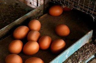 洋鸡蛋也未必健康安全,须警惕被 氟虫腈 污染的毒鸡蛋